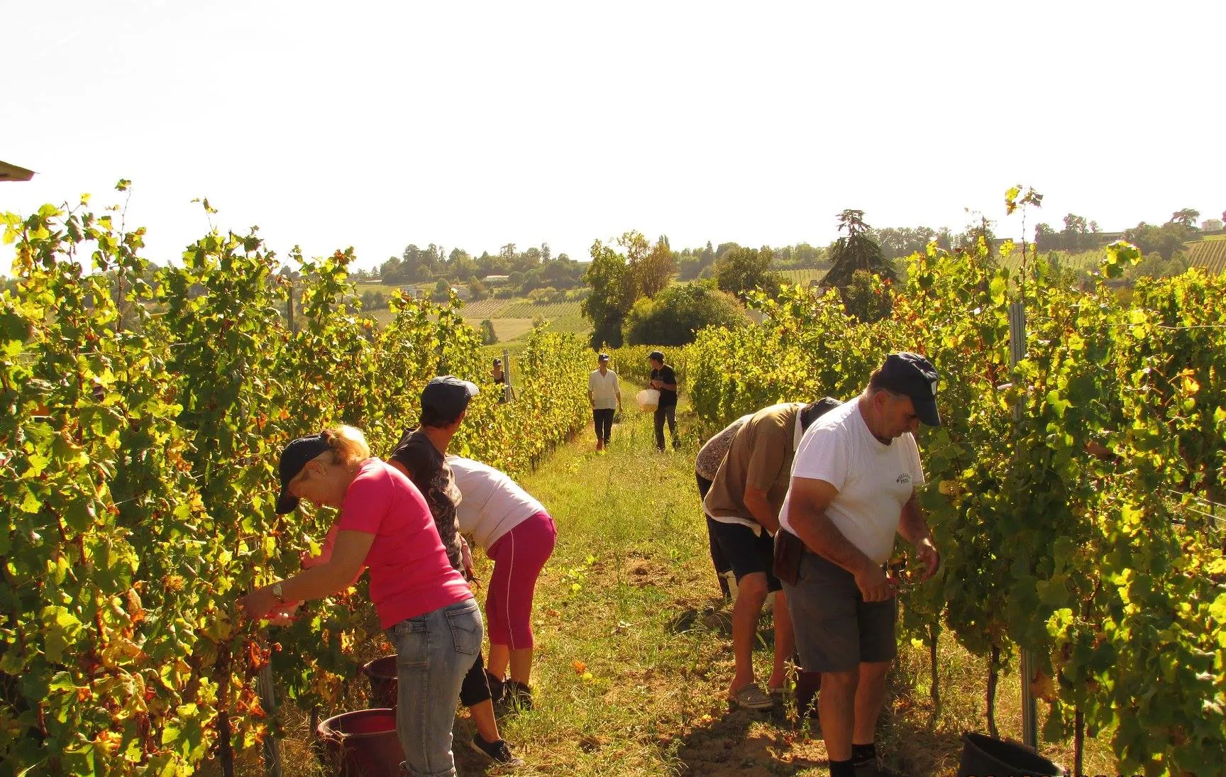 Vignobles