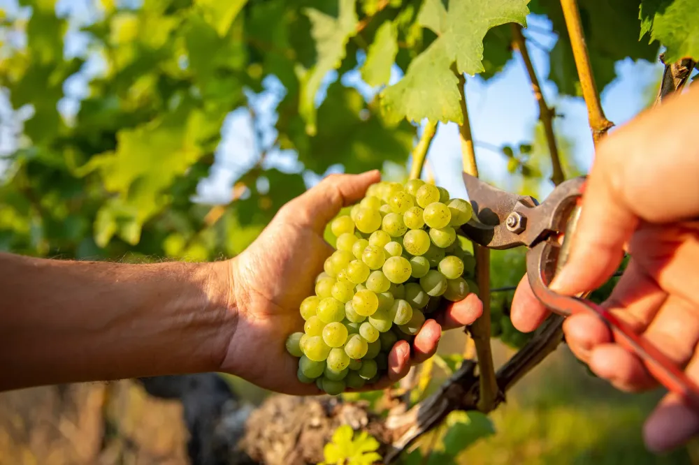 vignoble